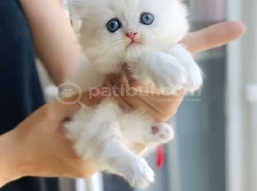 Kartopu British Longhair Erkek Bebek