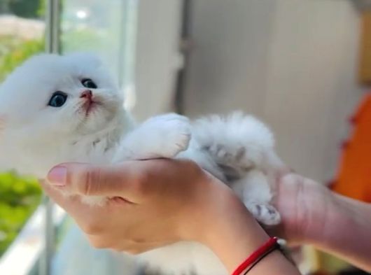 Kartopu British Longhair Erkek Bebek görsel