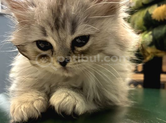 Silver British Longhair