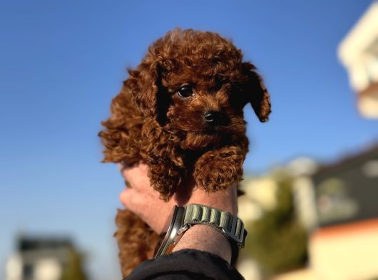 Show Kalite Redbrown Kore Toy Poodle Yavrularımız görsel