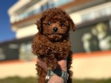 Show Kalite Redbrown Kore Toy Poodle Yavrularımız