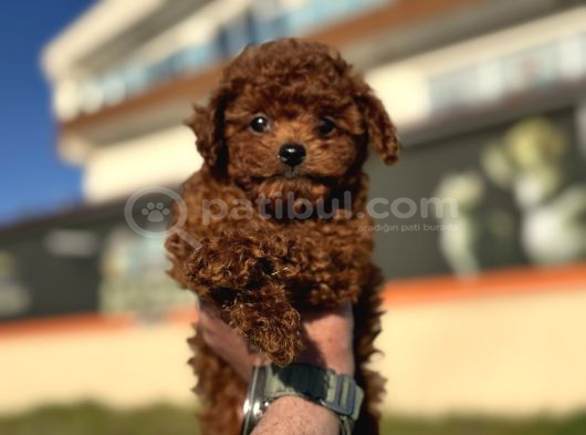 Show Kalite Redbrown Kore Toy Poodle Yavrularımız görsel