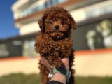 Show Kalite Redbrown Kore Toy Poodle Yavrularımız