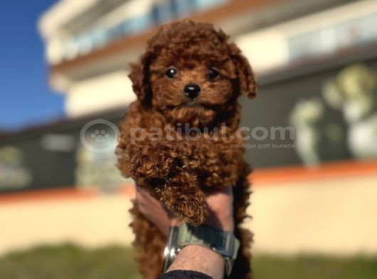 Show Kalite Redbrown Kore Toy Poodle Yavrularımız görsel
