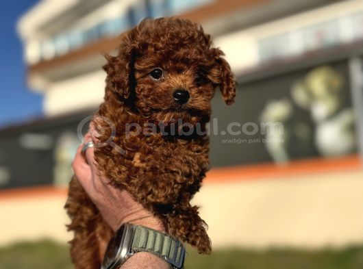 Show Kalite Redbrown Kore Toy Poodle Yavrularımız