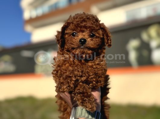 Show Kalite Redbrown Kore Toy Poodle Yavrularımız görsel