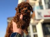Show Kalite Redbrown Kore Toy Poodle Yavrularımız