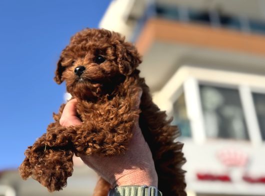 Show Kalite Redbrown Kore Toy Poodle Yavrularımız görsel
