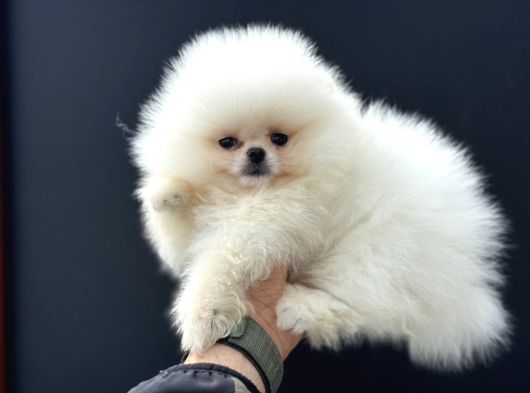 Tea Cup Teddy Face Surat Pomeranian Yavrularımız görsel