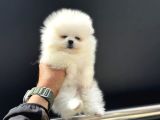 Tea Cup Teddy Face Surat Pomeranian Yavrularımız