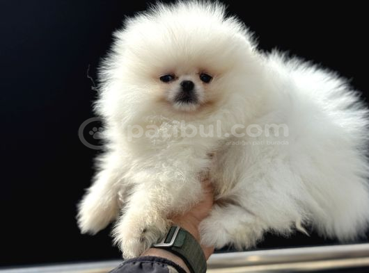 Tea Cup Teddy Face Surat Pomeranian Yavrularımız