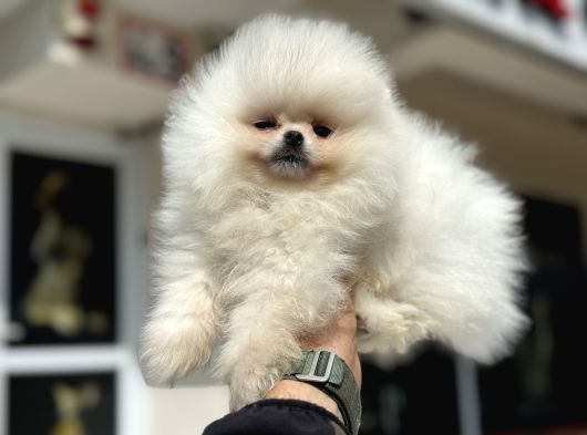 Tea Cup Teddy Face Surat Pomeranian Yavrularımız görsel