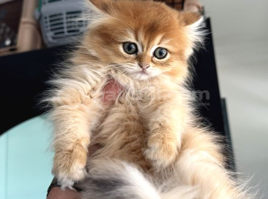 Show Kalite Longhair Golden British Yavrularımız görsel