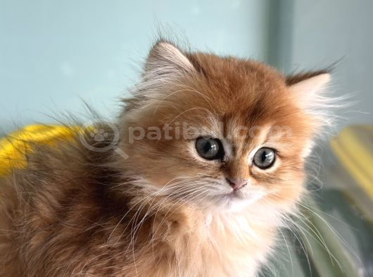 Show Kalite Longhair Golden British Yavrularımız