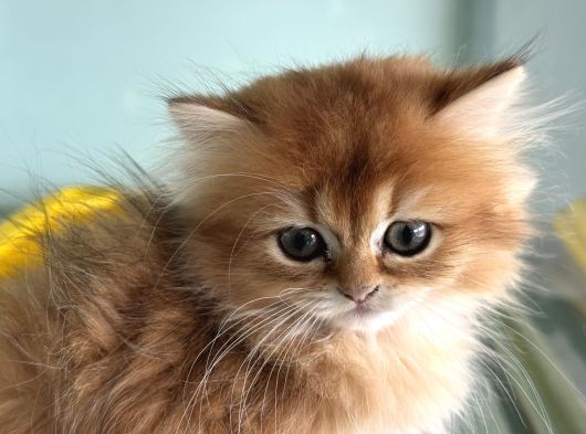 Show Kalite Longhair Golden British Yavrularımız görsel