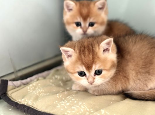 En Güzel Golden British Shorthair Ve Longhair Yavrular