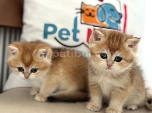 En Güzel Golden British Shorthair Ve Longhair Yavrular görsel