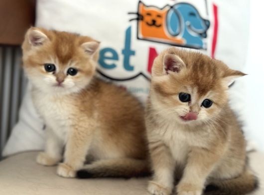 En Güzel Golden British Shorthair Ve Longhair Yavrular görsel