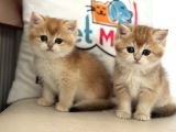 En Güzel Golden British Shorthair Ve Longhair Yavrular
