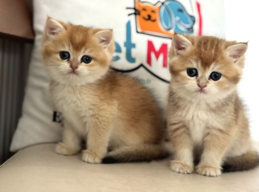 En Güzel Golden British Shorthair Ve Longhair Yavrular görsel