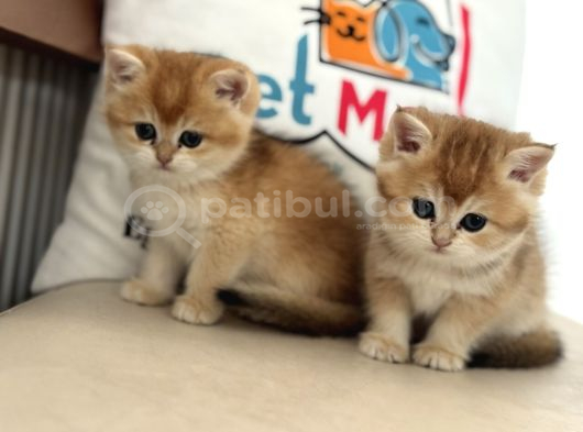 En Güzel Golden British Shorthair Ve Longhair Yavrular görsel
