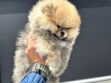 Tea Cup Teddy Face Surat Pomeranian Yavrularımız