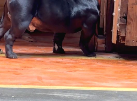 American Egzotik Bully görsel
