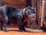 American Egzotik Bully