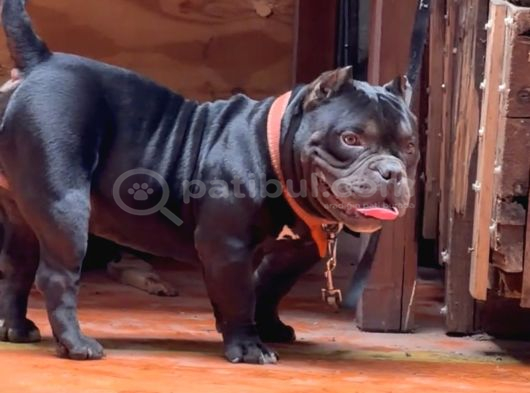 American Egzotik Bully görsel
