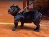 American Egzotik Bully
