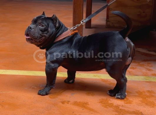 American Egzotik Bully