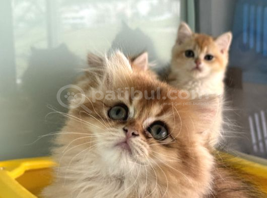 En Güzel Golden British Shorthair Ve Longhair Yavrular görsel