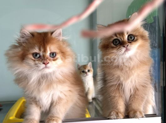 En Güzel Golden British Shorthair Ve Longhair Yavrular görsel
