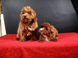 14 Şubat Doğumlu Maltipoo Erkek Yavrular