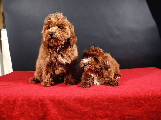 14 Şubat Doğumlu Maltipoo Erkek Yavrular görsel