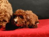 14 Şubat Doğumlu Maltipoo Erkek Yavrular