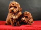 14 Şubat Doğumlu Maltipoo Erkek Yavrular