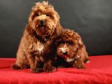 14 Şubat Doğumlu Maltipoo Erkek Yavrular