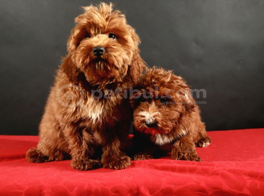 14 Şubat Doğumlu Maltipoo Erkek Yavrular görsel