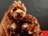 14 Şubat Doğumlu Maltipoo Erkek Yavrular