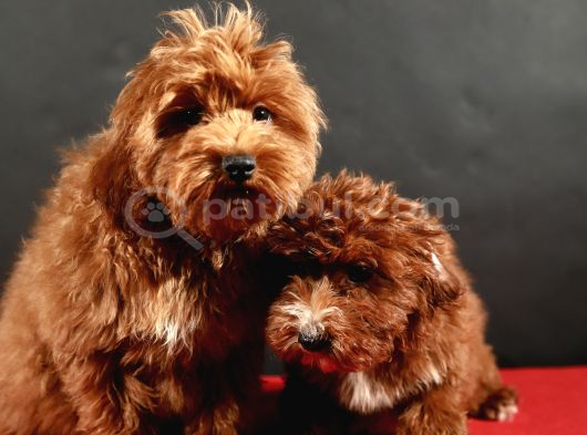 14 Şubat Doğumlu Maltipoo Erkek Yavrular görsel