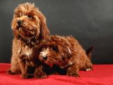 14 Şubat Doğumlu Maltipoo Erkek Yavrular