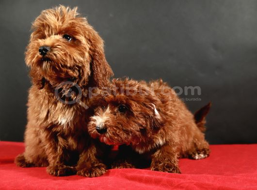14 Şubat Doğumlu Maltipoo Erkek Yavrular görsel