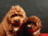14 Şubat Doğumlu Maltipoo Erkek Yavrular