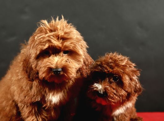 14 Şubat Doğumlu Maltipoo Erkek Yavrular görsel