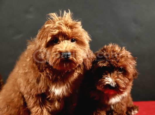 14 Şubat Doğumlu Maltipoo Erkek Yavrular görsel