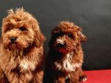 14 Şubat Doğumlu Maltipoo Erkek Yavrular