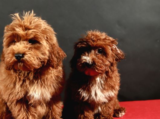14 Şubat Doğumlu Maltipoo Erkek Yavrular görsel