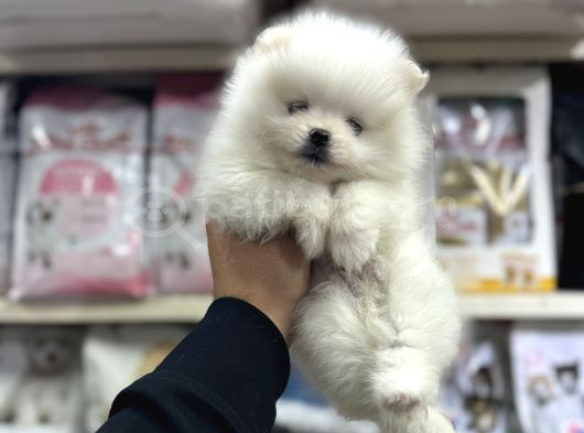 Her Renk Pomeranian Yavrumuz Mevcut Arayabilirsiniz görsel
