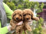 Toy Poodle Yavrularımız Teslime Hazır